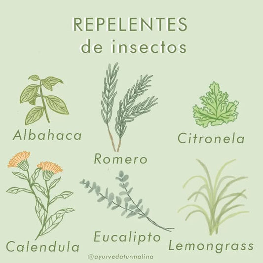 6 Plantas repelente de insectos