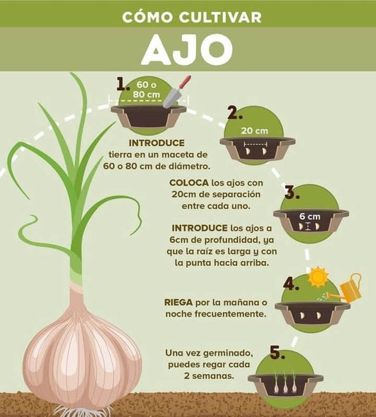 Como cultivar ajo en maceta